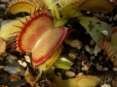 Pianta carnivora dionaea - carnivora,