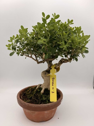Bonsai bosso n3 - bosso,
