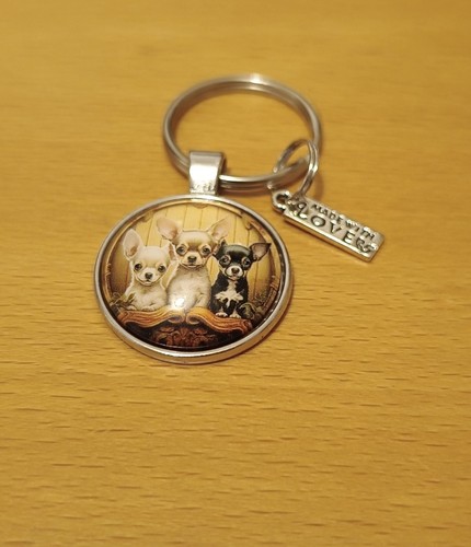 Cute adorable little chihuahua - cute,
