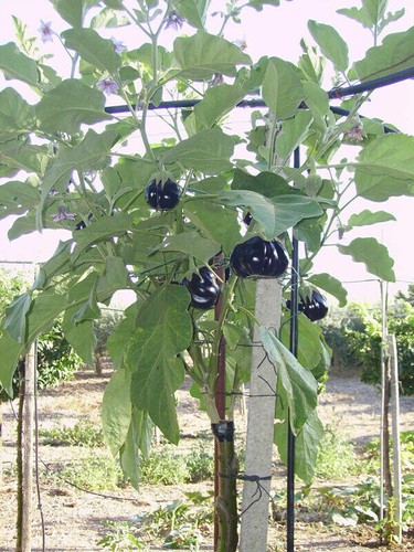 Solanum torvum 000 - solanum,