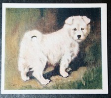SAMOYED PUPPY   Vintage 1930's