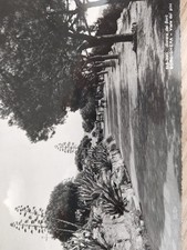 Cartolina Antica Bordighera Viale Dei Pini 1964 Viaggiata