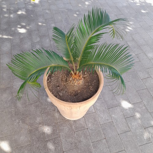 Cycas revoluta pianta - , da