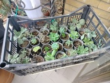 28 Piantine Grasse A Radice Nuda Oppure In vaso, Leggere Descrizione