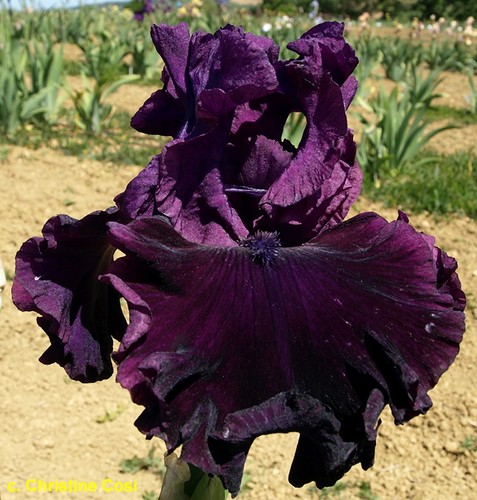 Iris purple punch - iris, tb,