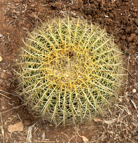 Echinocactus grusonii pianta - echinocactus,