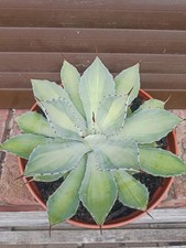 Agave potatorum kissho kan - agave, kan'
