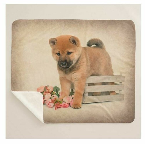 Shiba inu cane - cane, razza