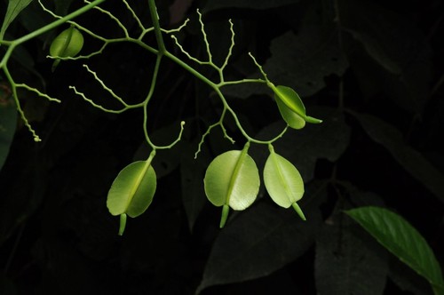 Pianta ornamentale perenne - ,
