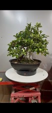 Bonsai Di Ficus Retusa, Pianta