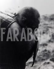 Foto vintage California, Cattura dei leoni marini, Cucciolo, Stampa 20 x 25 cm