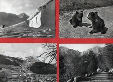 PARCO NAZIONALE D'ABRUZZO -ORSO-LOTTO DI 12 CARTOLNE  BN- L'AQUILA-vedi foto