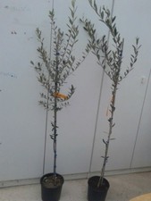 PIANTA DI ULIVO BELLA DI CERIGNOLA ALT.140/150 CM IN VASO 20 CM (foto reali)