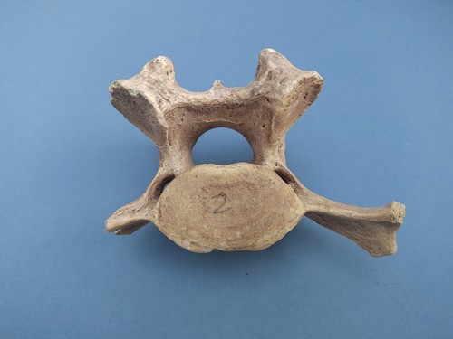 Cave bear fossil vertebrae - cave,