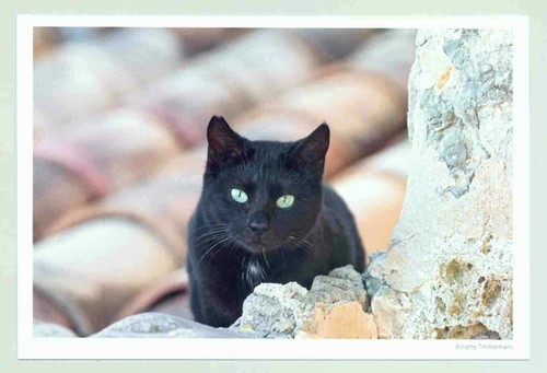 Postkarkatze unterwegs - 1,