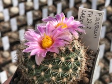 Pediocactus simponii FH 27.2 -
