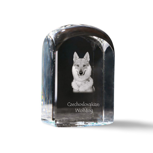 Cane lupo cecoslovacco - lupo,