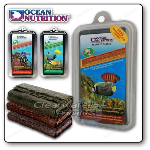 Ocean nutrition alghe - ocean,
