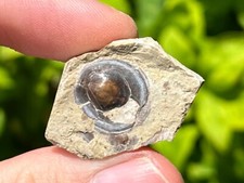 Oklahoma Fossil Brachiopod
