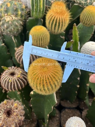 Rara pianta succulenta