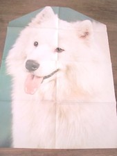 POSTER CANE SAMOIEDO 
