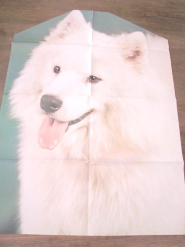 Poster cane samoiedo - poster,