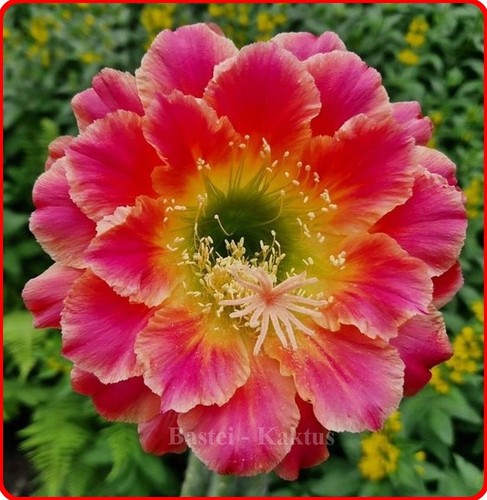 Ibrido trichocereus echinopsis - ibrido,
