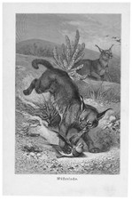 Lince del deserto Karakal