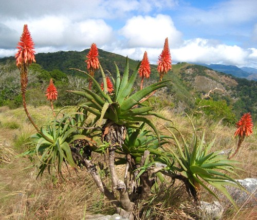 Aloe arborescens 30cm - arborescens, |