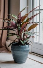 Copertura pentola Ivyline Seia