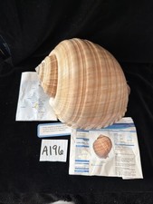 Tonna Ampullacea 249mm F+++