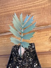 Encephalartos horridus - Rare