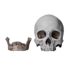 Teschio anatomia umana vita