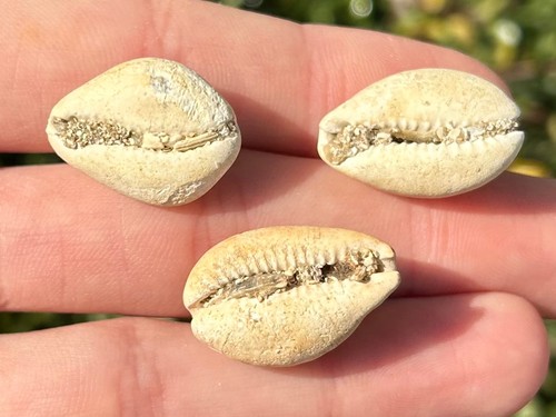 Francia gastropodi fossili
