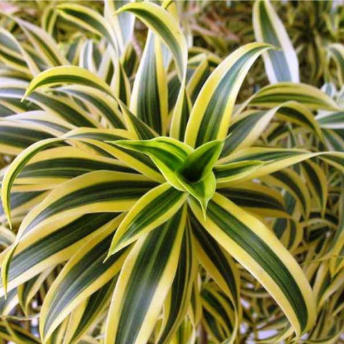 Dracaena canzone dell india - canzone, dell'india