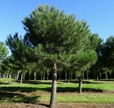 Pino da pinoli domestico