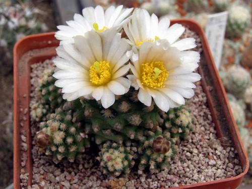 Pediocactus knowltonii semi - pediocactus, knowltonii,
