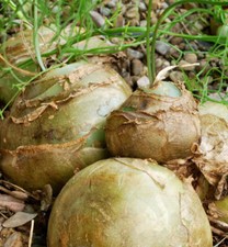 Bowiea volubilis - Cipolla rampicante | Cipolla di mare | Caudex succulenta