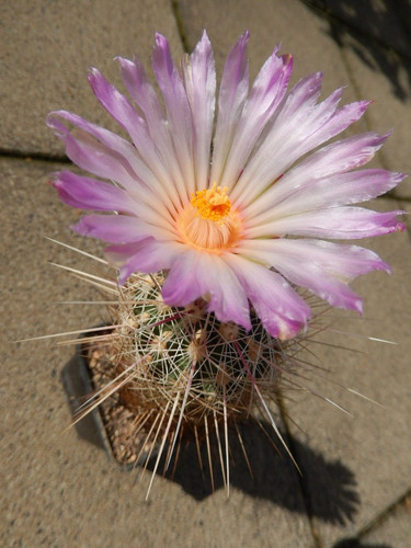 Thelocactus bicolore