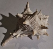 Conchiglia gasteropode BOLINUS BRANDARIS MURICE SPINOSO No Fossile Lazio 61 mm