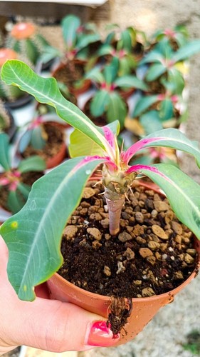 Euphorbia viguieri succulente - euphorbia,