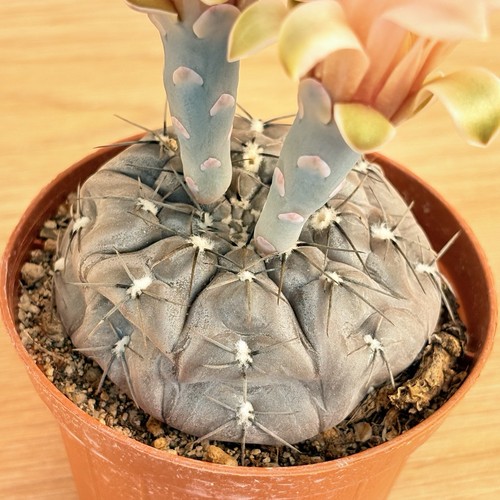 Gymnocalycium berchtii pot - gymnocalycium, ,