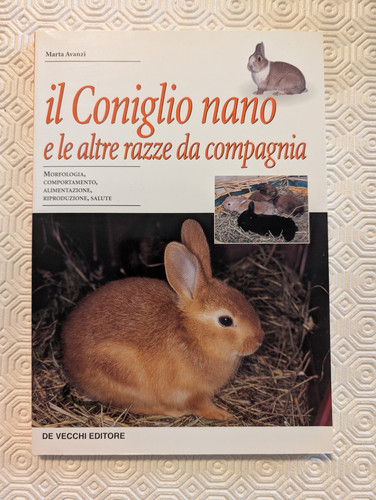 Coniglio nano altre razze - nano,