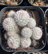 Vendita 1 pz raro cactus