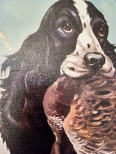 'Cocker',Roberto Lemmi