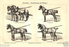 1898 = CAVALLI DA TIRO FINIMENTI = Animali = Antica Stampa = Old ENGRAVING 