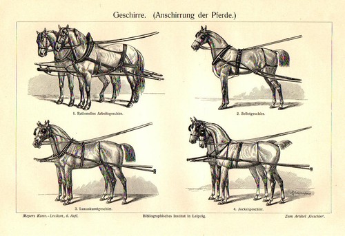 1898 stampa antica cavalli - antica, da