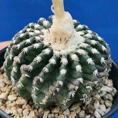 Discocactus horstii big size - discocactus, "big