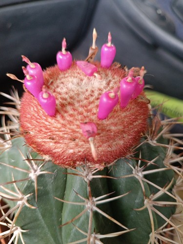 Semillas melocactus - semillas, de