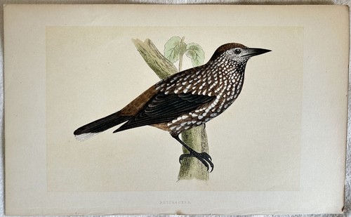 Morris nutcracker - morris,